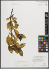 Foto von Salix mielichhoferi Saut.